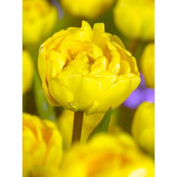 Yellow pomponette tulipán / 7db