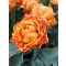 Valdivia tulipán / 7db