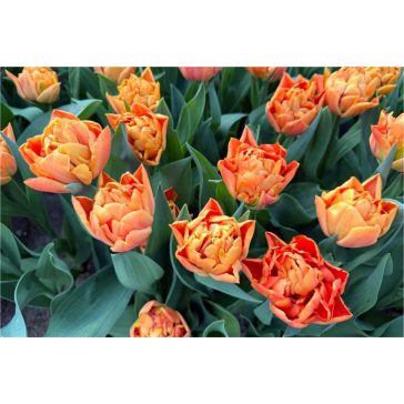 Valdivia tulipán / 7db