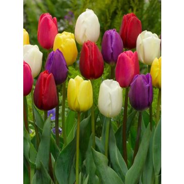 Triumph mix tulipán / 13db