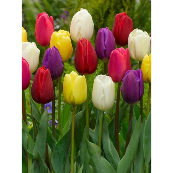 Triumph mix tulipán / 13db Triumph mix tulipán / 13db