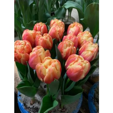 Tasmania tulipán / 7db