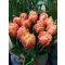 Tasmania tulipán / 7db