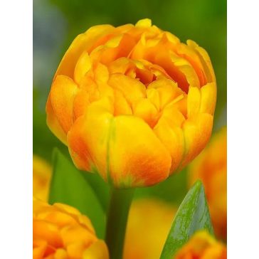 Sun lover tulipán / 7db