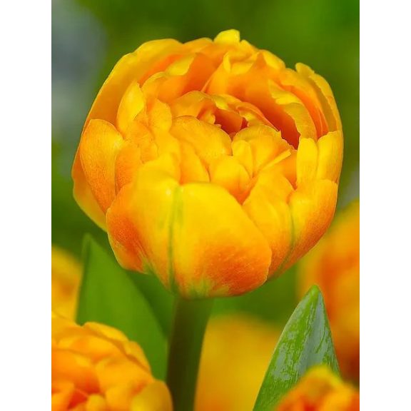 Sun lover tulipán / 7db Sun lover tulipán / 7db