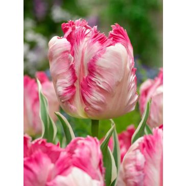 Silver parrot tulipán / 5db