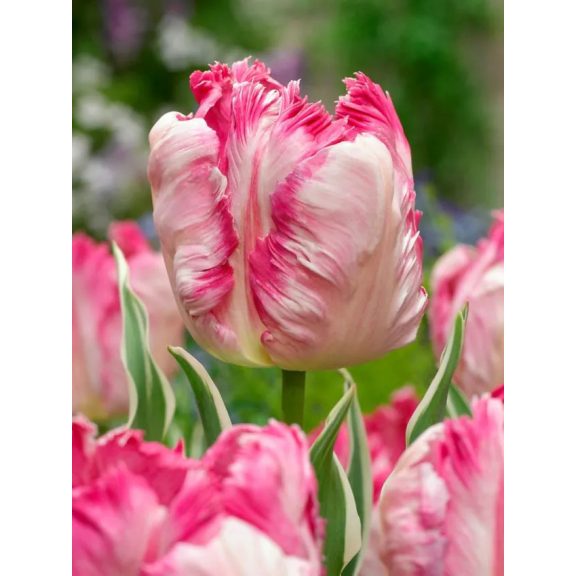 Silver parrot tulipán / 5db Silver parrot tulipán / 5db