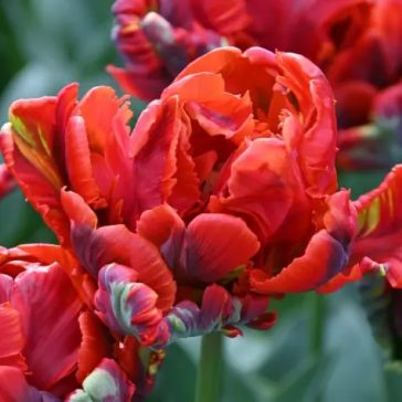 Rococo double tulipán / 7db
