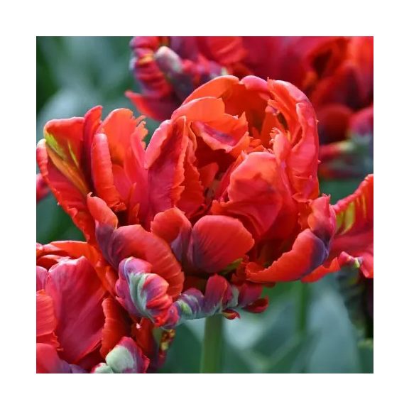 Rococo double tulipán / 7db Rococo double tulipán / 7db