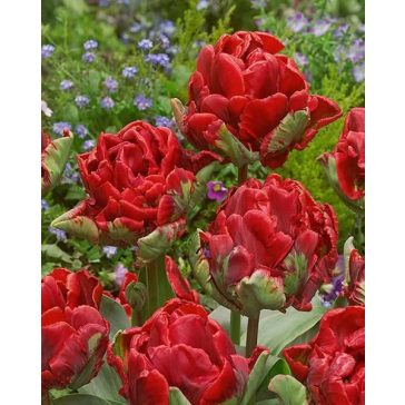 Rococo double tulipán / 7db