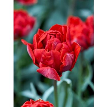 Red princess tulipán / 5db