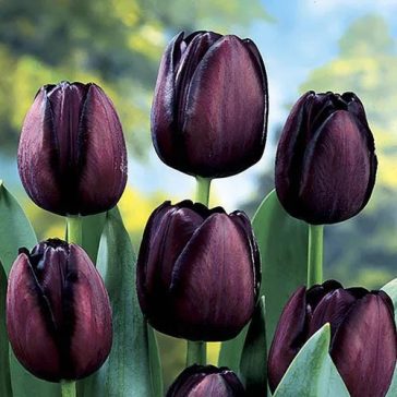 Queen of night tulipán / 7db