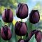 Queen of night tulipán / 7db