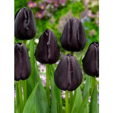 Queen of night tulipán / 7db