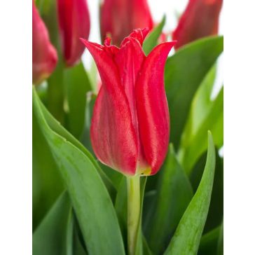 Pretty woman tulipán / 7db