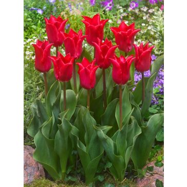 Pretty woman tulipán / 7db