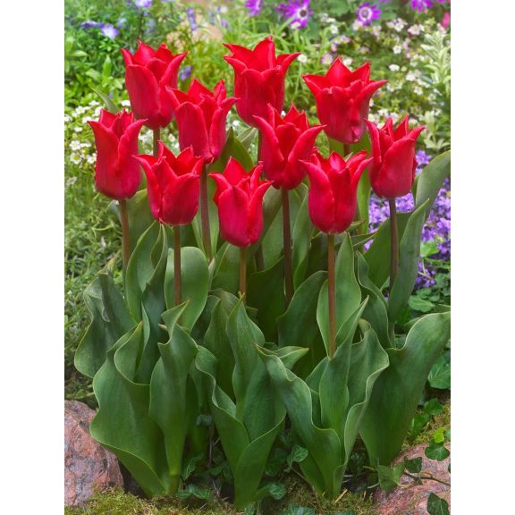 Pretty woman tulipán / 7db Pretty woman tulipán / 7db