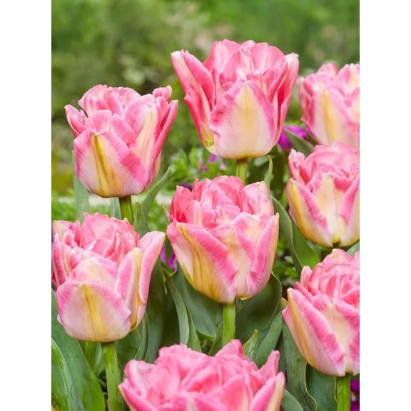 Pink delight tulipán / 7db Pink delight tulipán / 7db