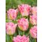 Pink delight tulipán / 7db