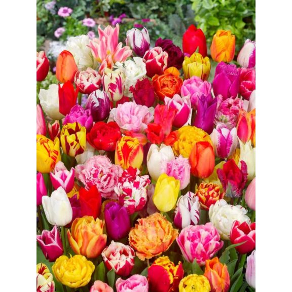 Picking garden mix deluxe tulipán / 13db Picking garden mix deluxe tulipán / 13db