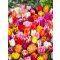 Picking garden mix deluxe tulipán / 13db