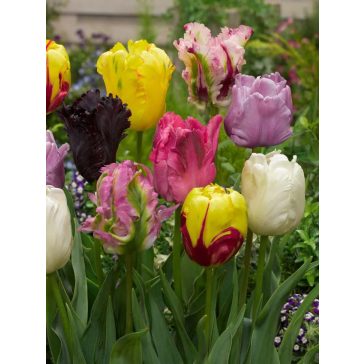 Parrot mix tulipán / 13db