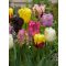 Parrot mix tulipán / 13db