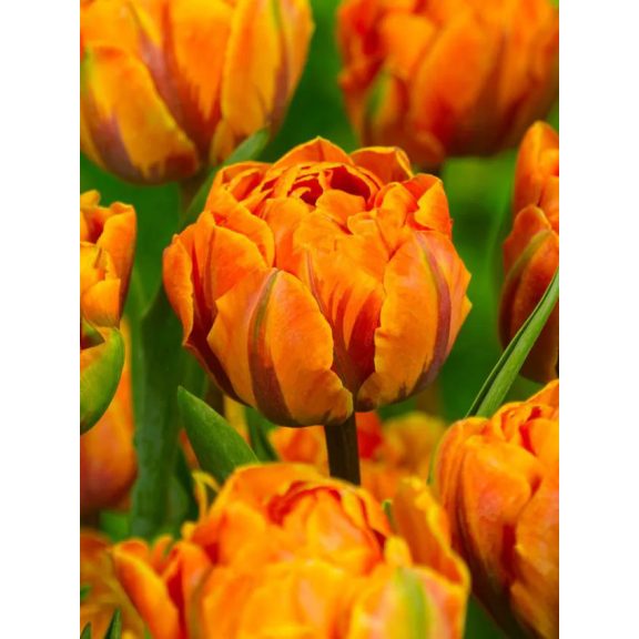 Orange princess tulipán / 5db Orange princess tulipán / 5db