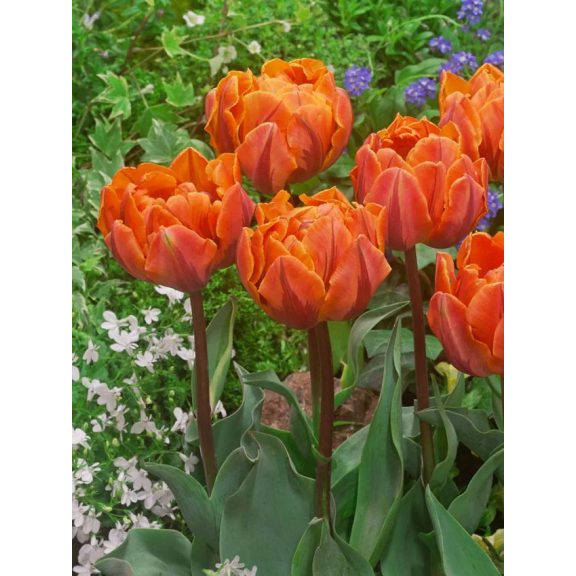 Orange princess tulipán / 5db Orange princess tulipán / 5db