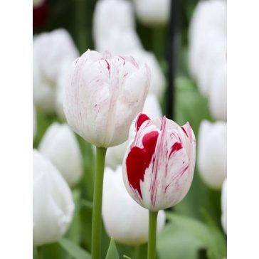 One direction tulipán / 7db