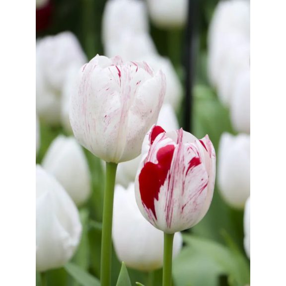 One direction tulipán / 7db One direction tulipán / 7db