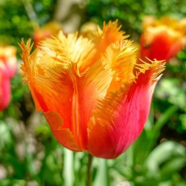 Lambada tulipán / 7db