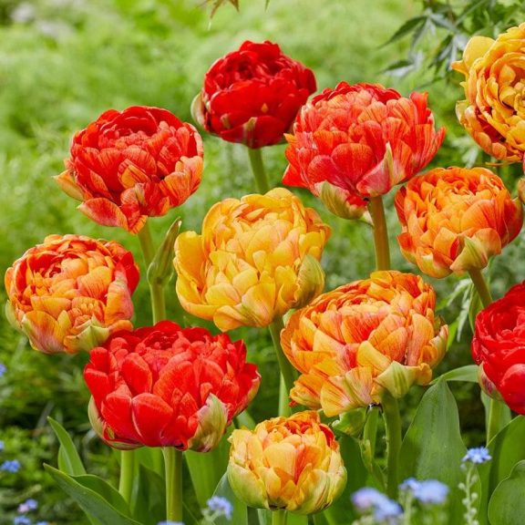 Gudoshnik double tulipán / 7db Gudoshnik double tulipán / 7db