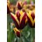 Gavota tulipán / 7db