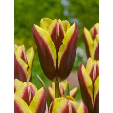 Gavota tulipán / 7db
