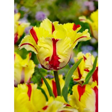Flaming parrot tulipán / 5db
