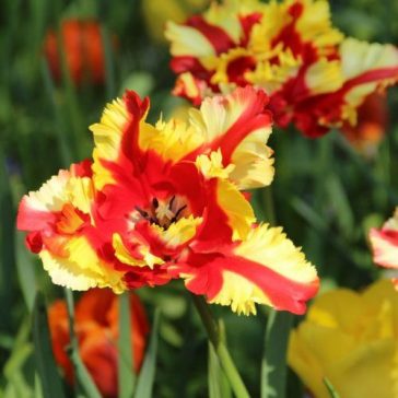 Flaming parrot tulipán / 5db