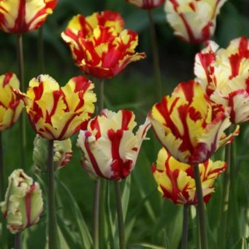 Flaming parrot tulipán / 5db