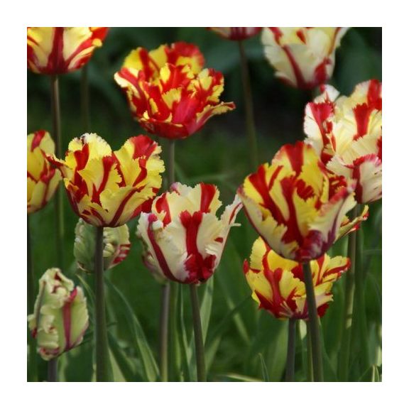 Flaming parrot tulipán / 5db Flaming parrot tulipán / 5db