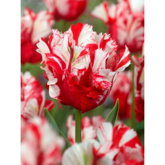 Estella Rijnveld tulipán / 7db Estella Rijnveld tulipán / 7db