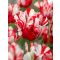 Estella Rijnveld tulipán / 7db