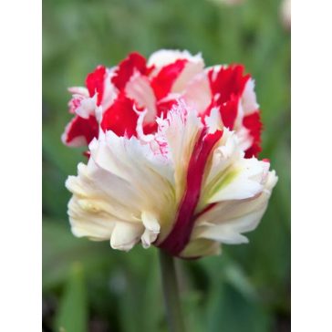 Estella Rijnveld tulipán / 7db