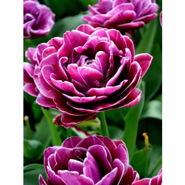 Dream touch tulipán / 5db