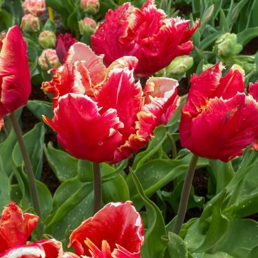 Dee jay parrot tulipán / 7db