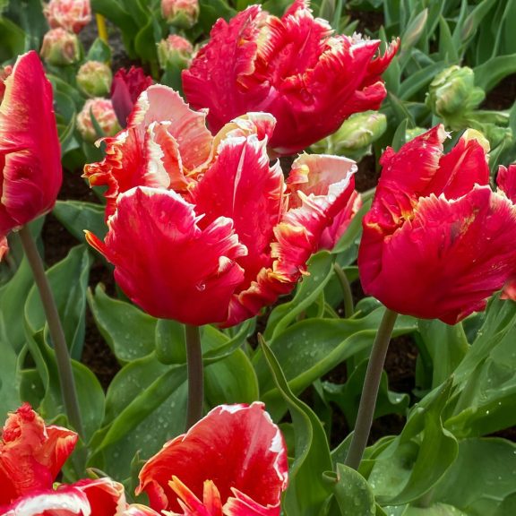 Dee jay parrot tulipán / 7db Dee jay parrot tulipán / 7db