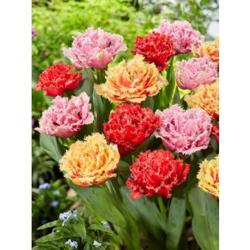 Double fringed mix tulipán / 13db