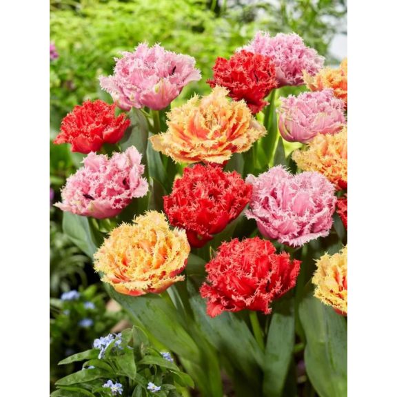 Double fringed mix tulipán / 13db Double fringed mix tulipán / 13db
