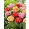 Double fringed mix tulipán / 13db