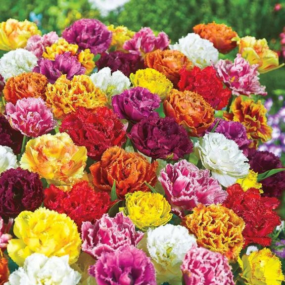 Double fringed mix tulipán / 13db Double fringed mix tulipán / 13db