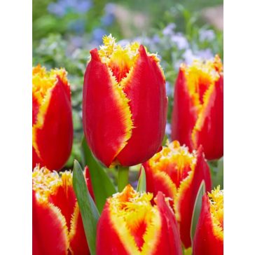 Davenport tulipán / 7db